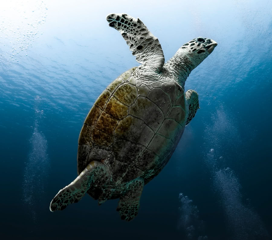 A seasoned diver adjusts his wetsuit, ready for an underwater exploration.